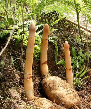 开云kaiyun官方网站