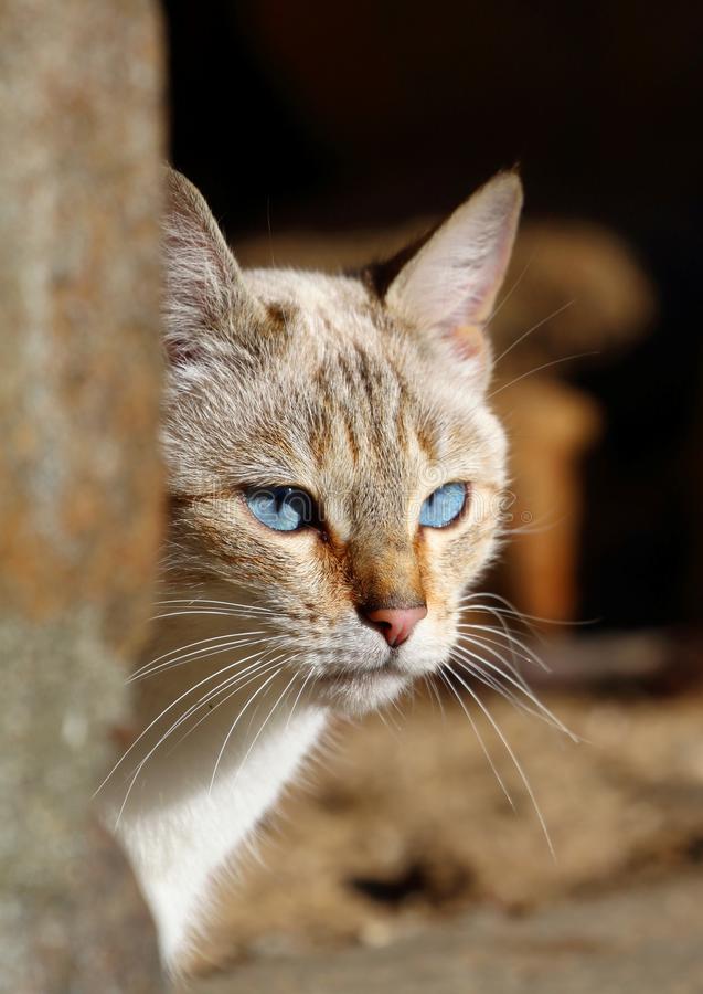 开云kaiyun官方网站