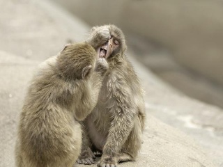 【开云kaiyun官方网站】任天堂公布《健身环大冒险》新预告(图3) Kaiyun官方网站